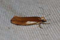 Ypsolopha parenthesella