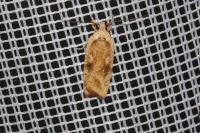 Agonopterix nervosa