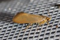 Crassa unitella