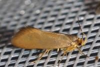 Crassa unitella