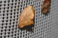 Heterogenea asella