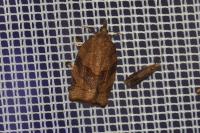 Pandemis heparana