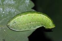 Apoda limacodes