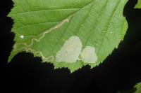 Phyllonorycter coryli