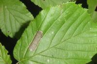 Phyllonorycter nicellii