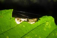 Phyllonorycter geniculella
