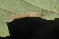 Phyllonorycter geniculella