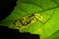 Stigmella speciosa