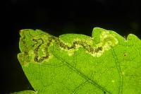 Stigmella speciosa