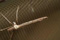 Agdistis bennetii