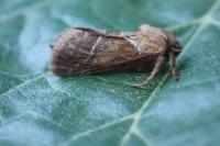 Triodia sylvina