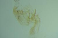 Bryotropha senectella