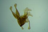 Micropterix aruncella