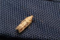 Scrobipalpa suaedicola