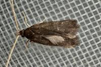 Homaloxestis briantiella