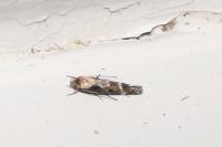 Mompha divisella