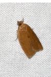 Clepsis consimilana