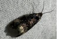 Endothenia
