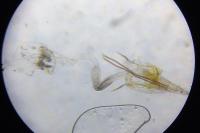 Coleophora serratella