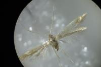 Coleophora badiipennella