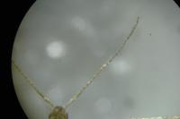Coleophora badiipennella