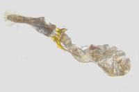 Scrobipalpa salicorniae