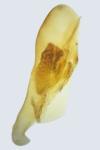 Acompsia cinerella