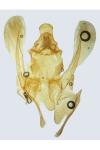 Acompsia cinerella