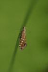 Glyphipterix thrasonella