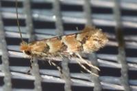 Phyllonorycter trifasciella