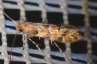 Phyllonorycter trifasciella