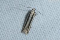 Mirificarma interrupta