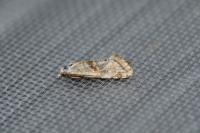 Cochylimorpha straminea/alternana