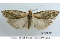 Eucosma cana