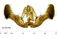 Eucosma cana