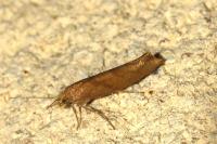 Ypsolopha sylvella