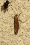 Ypsolopha sylvella