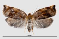 Archips crataegana
