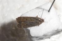 Anacampsis timidella