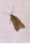 Acompsia cinerella