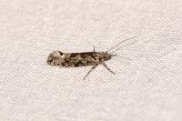 Ypsolopha sequella