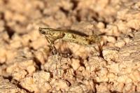 Caloptilia honoratella