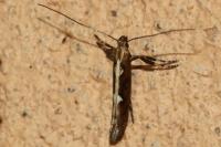 Calybites phasianipennella