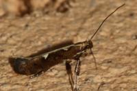 Calybites phasianipennella