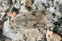 Borkhausenia nefrax