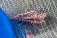 Scrobipalpa obsoletella