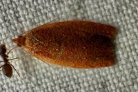 Clepsis consimilana