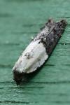 Acleris variegana