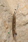 Plutella xylostella