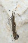 Plutella xylostella